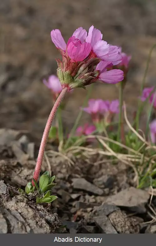 عکس یاسمن صخره ای