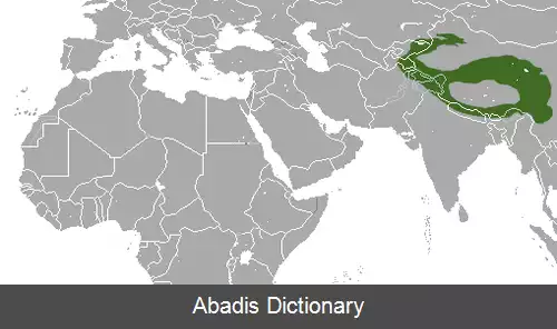 عکس خرگوش بی دم گوش بزرگ