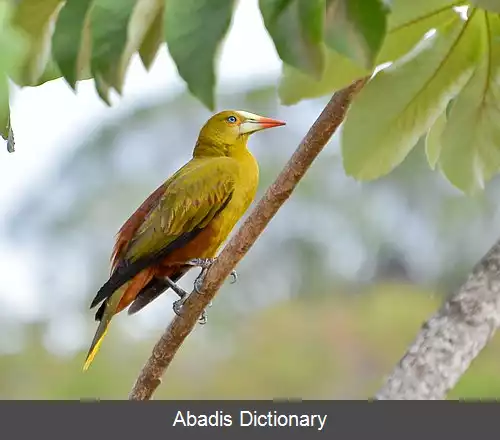 عکس لانه آویز دم زرد سبز