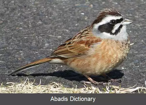 عکس زردپره مرغزار