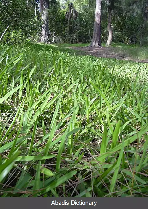 عکس استنوتافروم