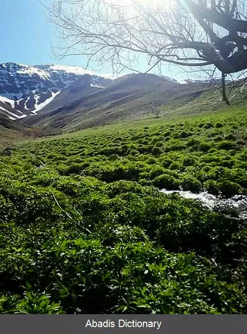 عکس ننادگان