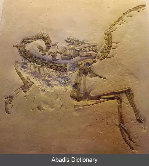 عکس آراسته آروارگان