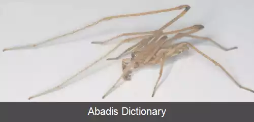 عکس عنکبوت های سقفی باف