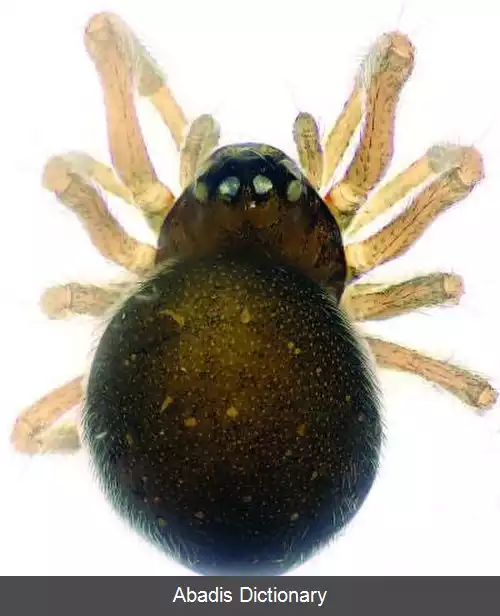 عکس عنکبوت های گردباف مهمیزدار