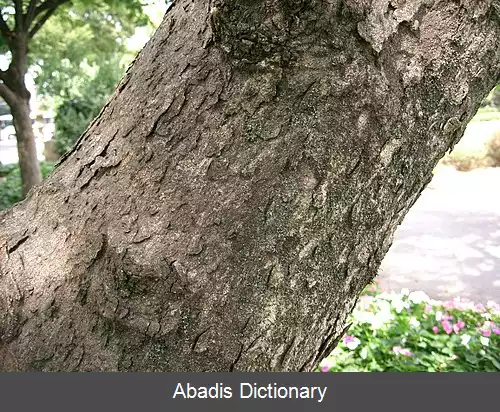 عکس فندوق چینی