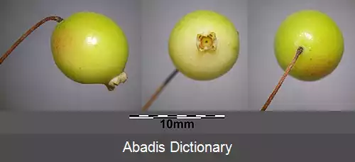 عکس سیاه گیله مرداب