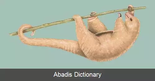 عکس ابریشم مورچه خواران