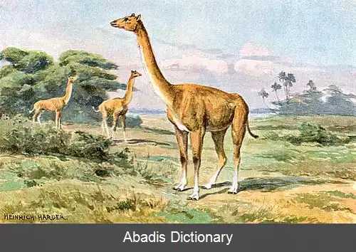 عکس ایپیکاملوس