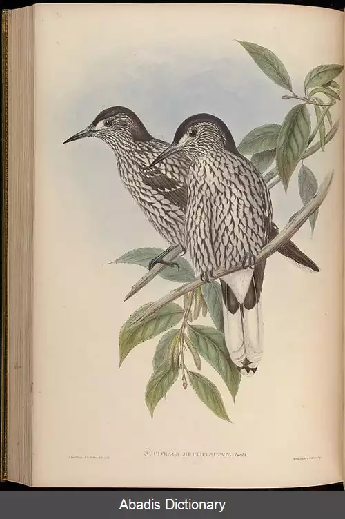 عکس فندق شکن کشمیری