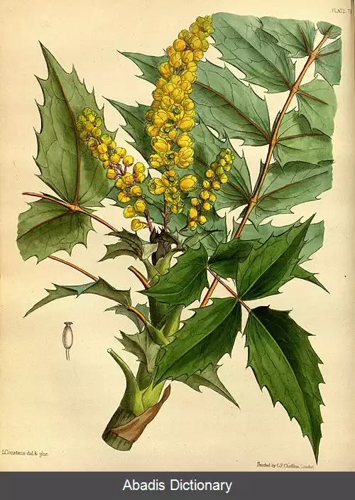 عکس زرشک نپالی