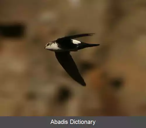 عکس بادخورک گلوسفید