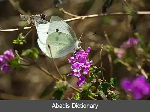 عکس منبع شهد