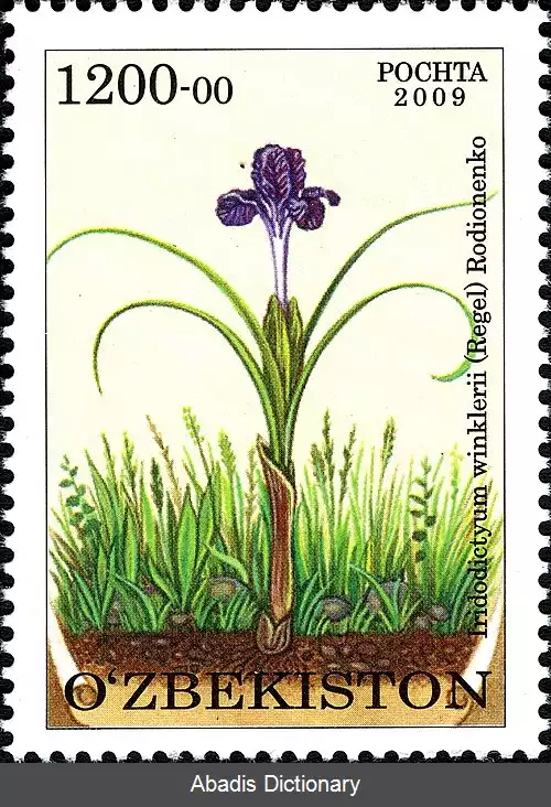 عکس زنبق وینکلر