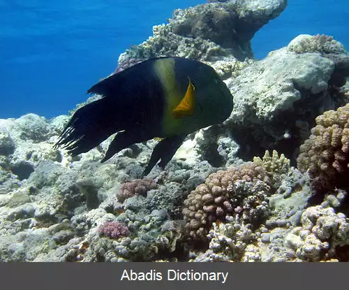 عکس زمردماهی دم جارویی