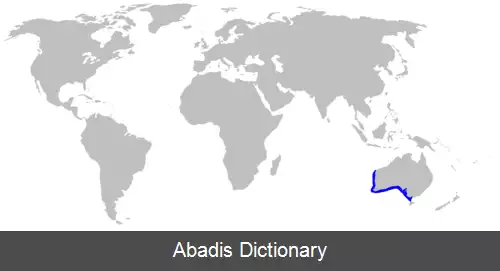 عکس کوسه سبیلک دار