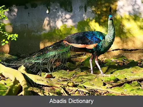 عکس طاووس تباران
