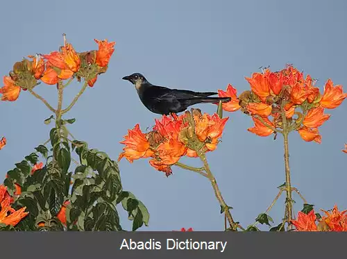 عکس کلاغ سینالوآ