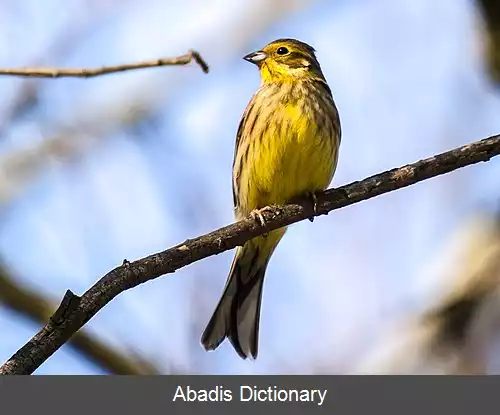 عکس زردپره واران