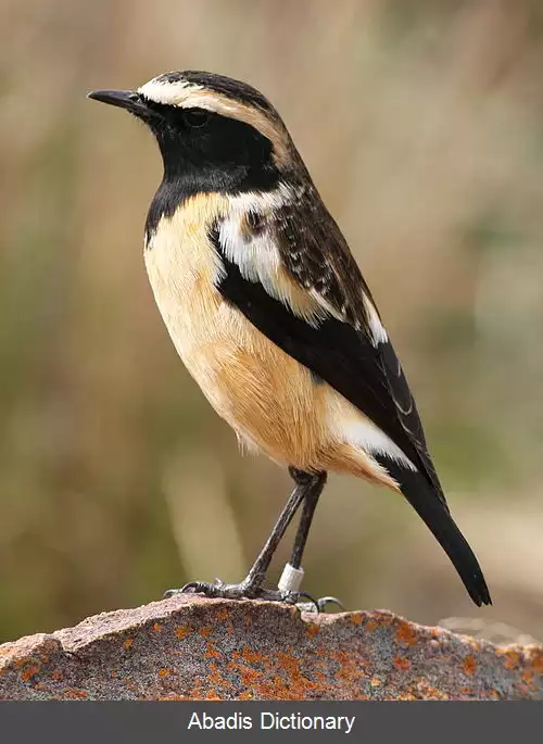 عکس چک رگه نخودی