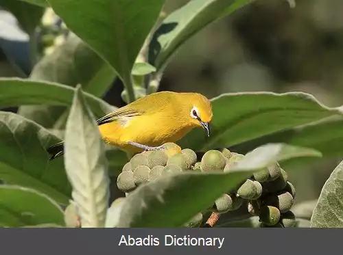 عکس چشم سفید سنگالی