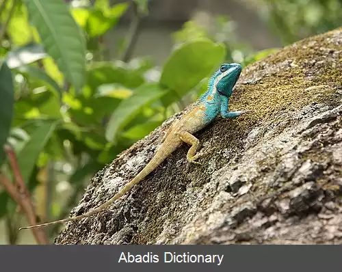 عکس کاکل فیروزه ای