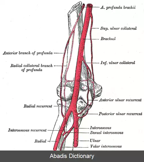عکس سرخرگ عمقی بازو