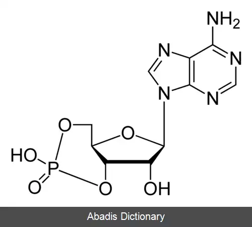 عکس آدنوزین منوفسفات حلقه ای