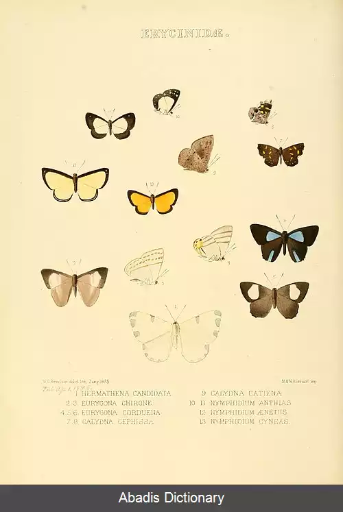 عکس فلزنشان های هرماثنا