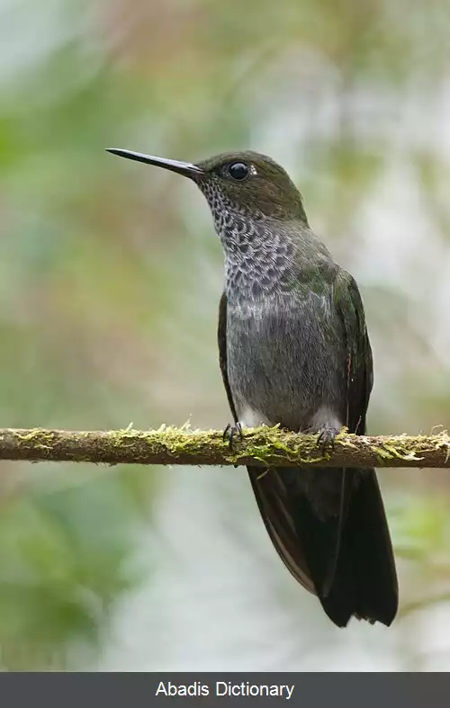 عکس پاپفی جوگندمی