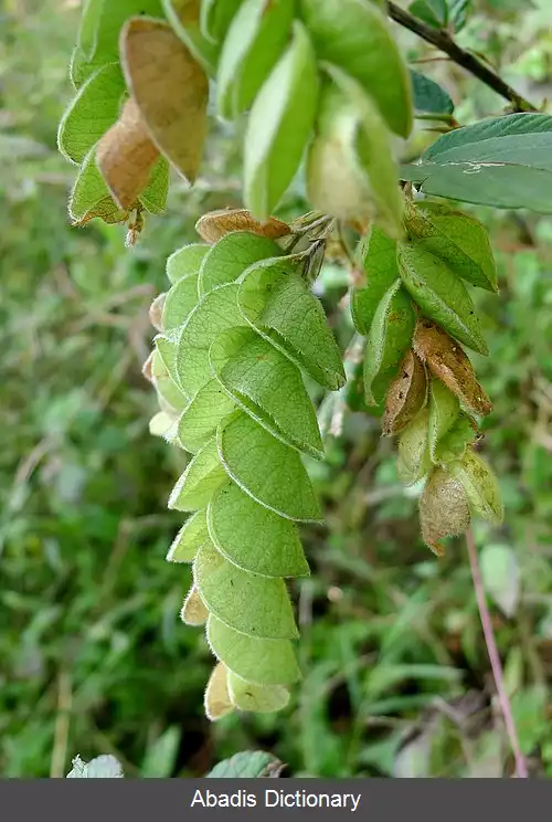 عکس فلمینگیا