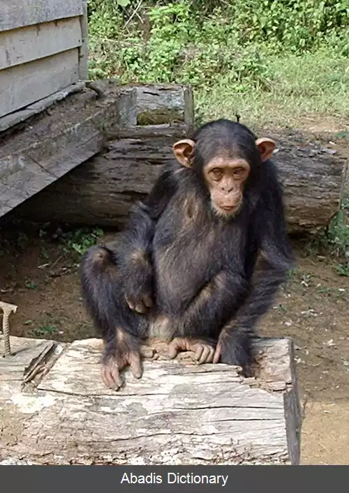 عکس شامپانزه معمولی