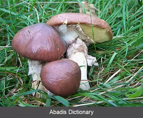 عکس کلاه چسبی ها