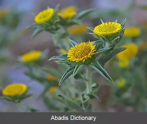 عکس ستاره طلایی