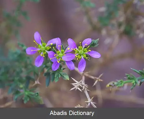 عکس اسفند رومی (سرده)