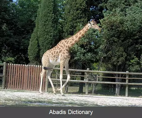 عکس زرافه کردفان