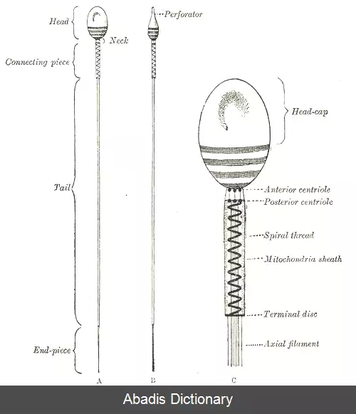 عکس فهرست تصویرهای آناتومی گری رویان شناسی