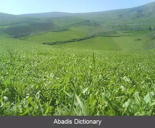 عکس آرمار مشهدلو