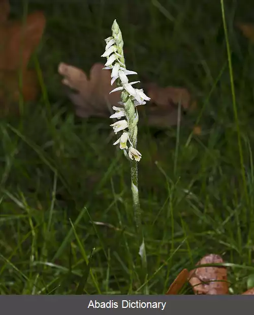 عکس چنبره ای (سرده)