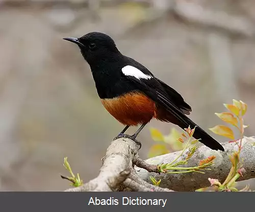 عکس چک صخره ای شکم دارچینی