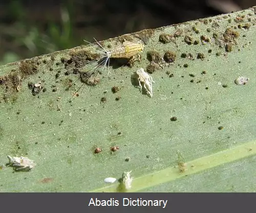 عکس زنجرک خرما