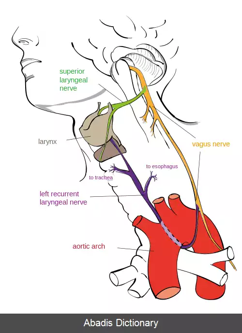 عکس عصب حنجره ای بازگشتی