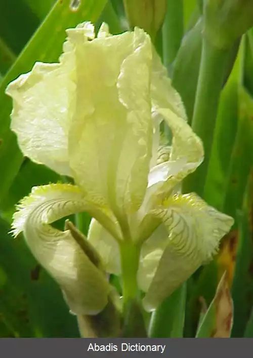 عکس زنبق یونویی