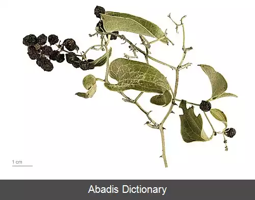 عکس ازملک زبر