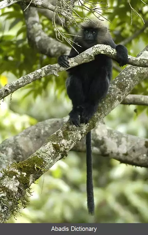 عکس دم بلند نیلگیری