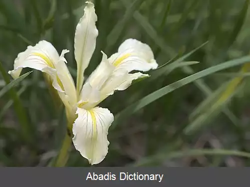 عکس زنبق لوله کاسه ای