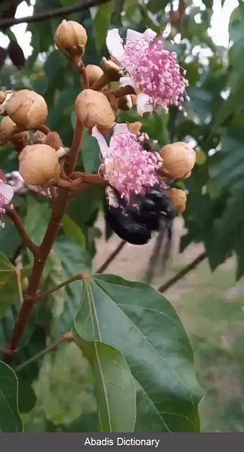 عکس بوم شناسی حشرات