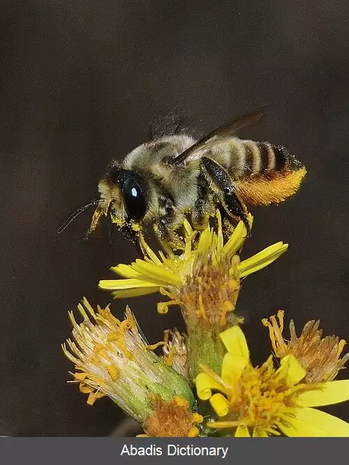 عکس زنبورهای برگ بر