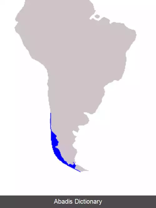 عکس دلفین شیلی