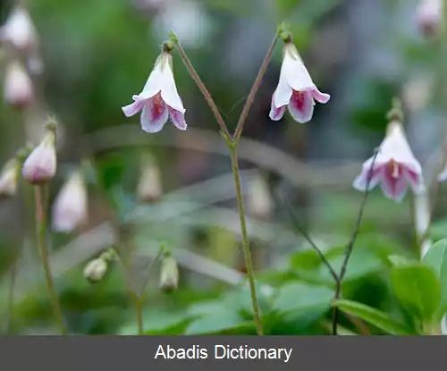 عکس زیردرختچه